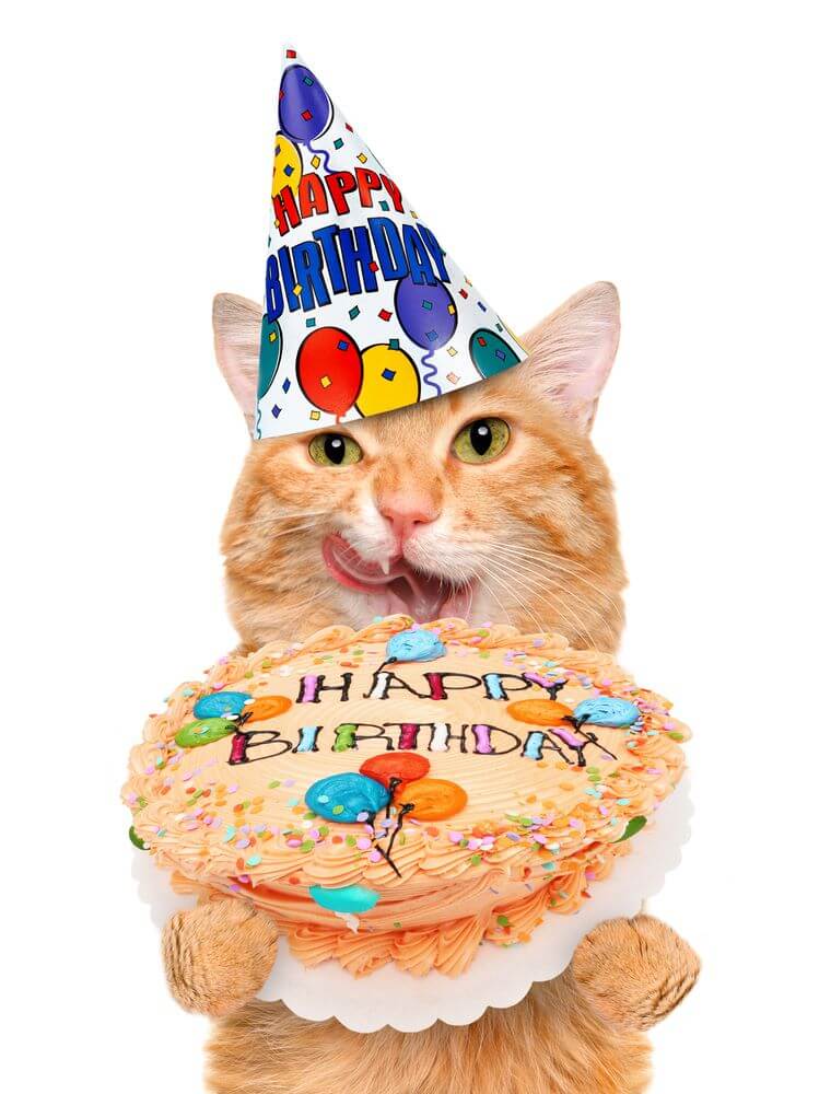 happy birthday cat images