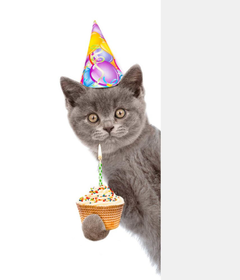 happy birthday cat images