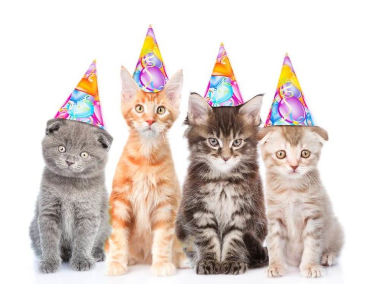 happy birthday cat images