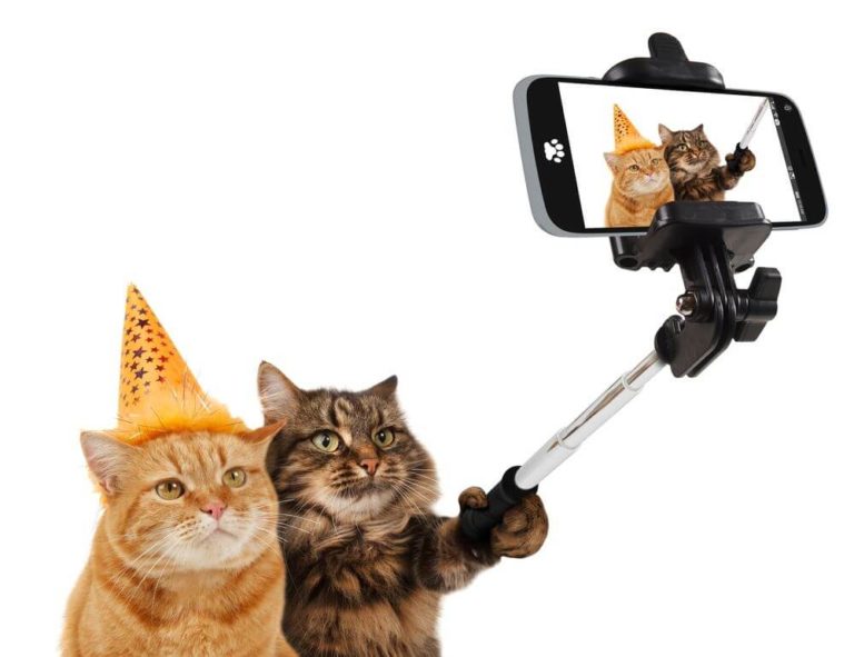 happy birthday cat images