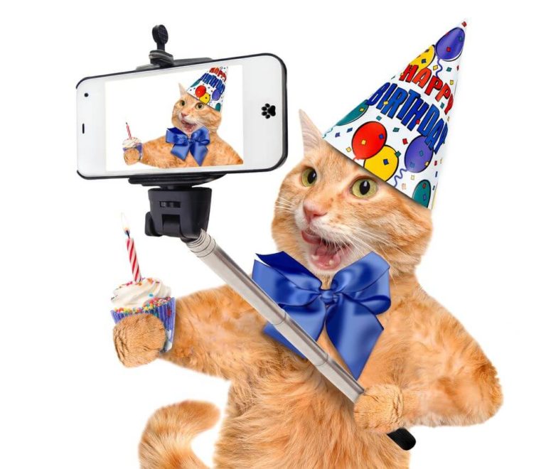 happy birthday cat images