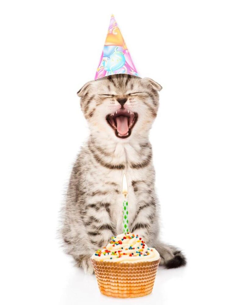happy birthday cat images