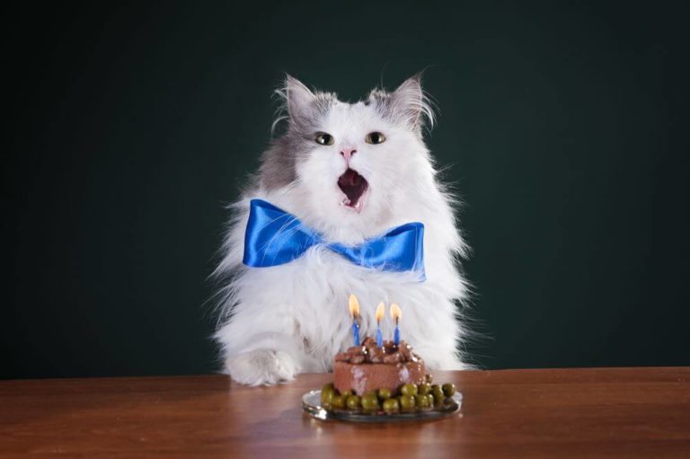 happy birthday cat images