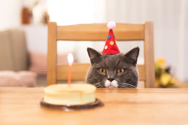 happy birthday cat images