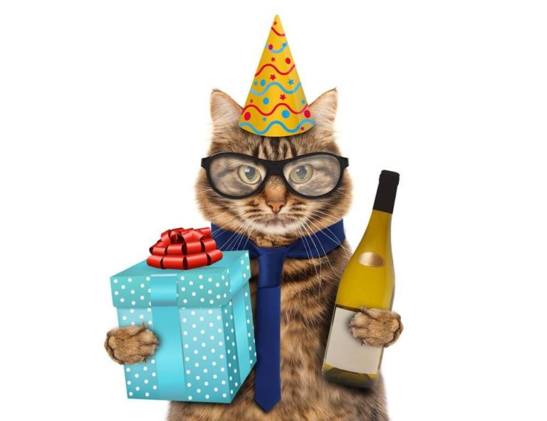 happy birthday cat images