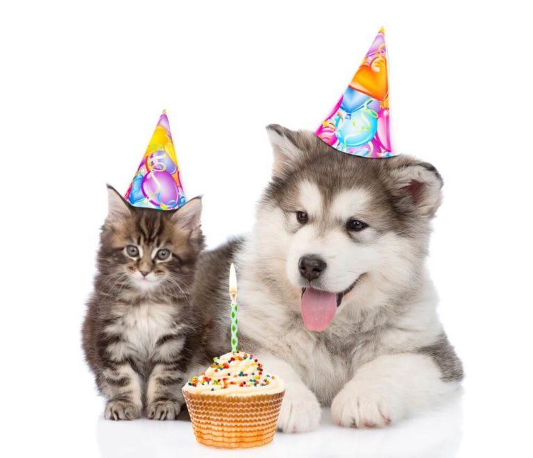 happy birthday cat images