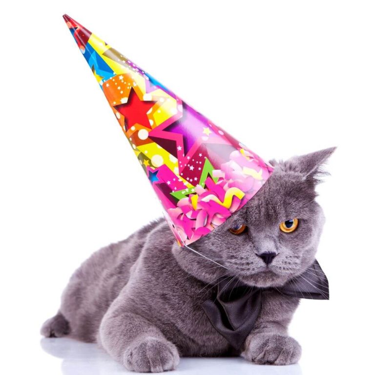 happy birthday cat images