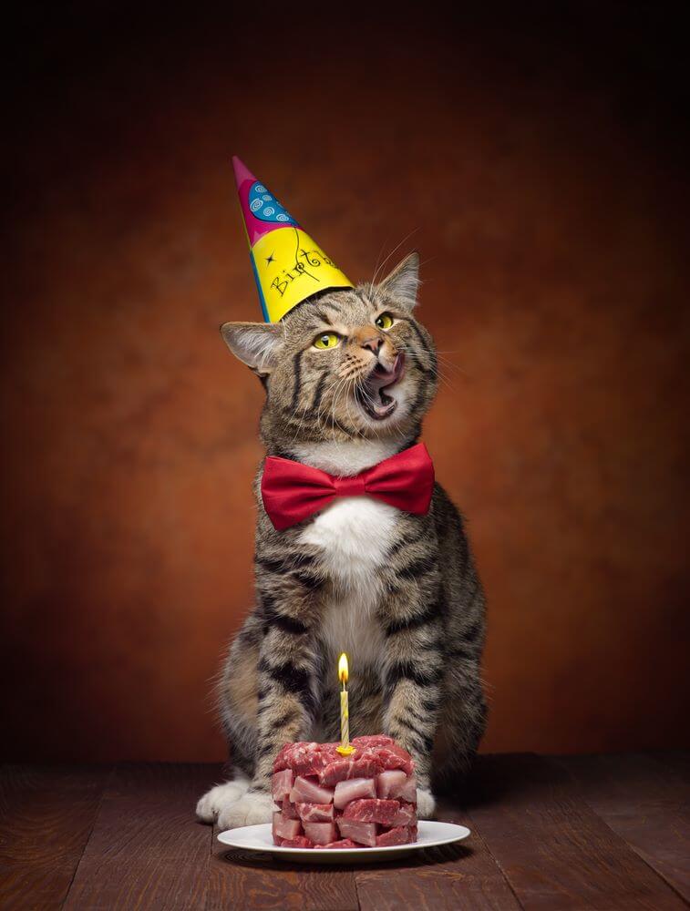 happy birthday cat images