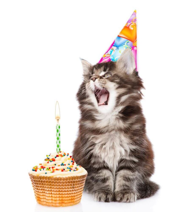 happy birthday cat images