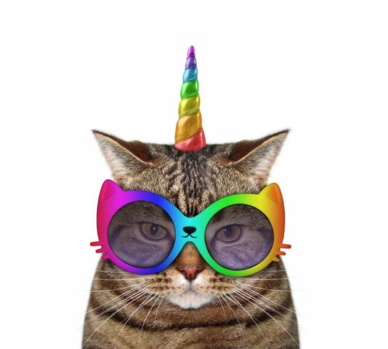 happy birthday cat images