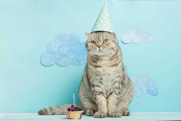 happy birthday cat images