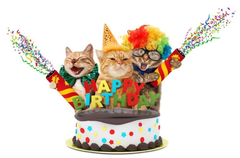 happy birthday cat images