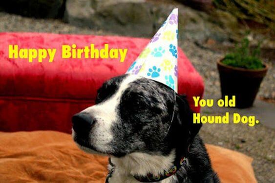 Funny Happy birthday dog meme images