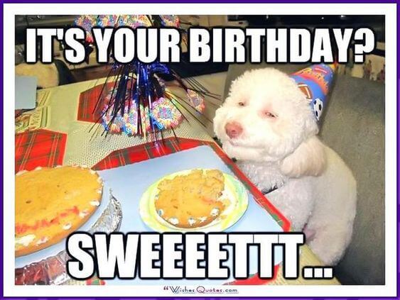 Funny Happy birthday dog meme photo