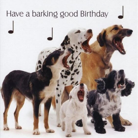 Funny Happy birthday dog meme pics