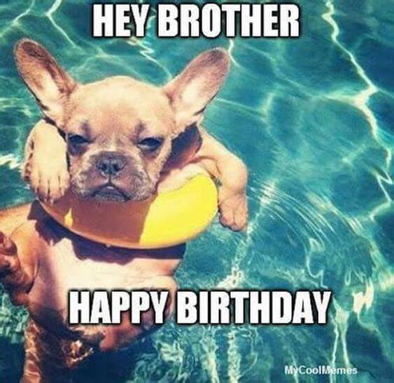 Funny Happy birthday dog meme pictures