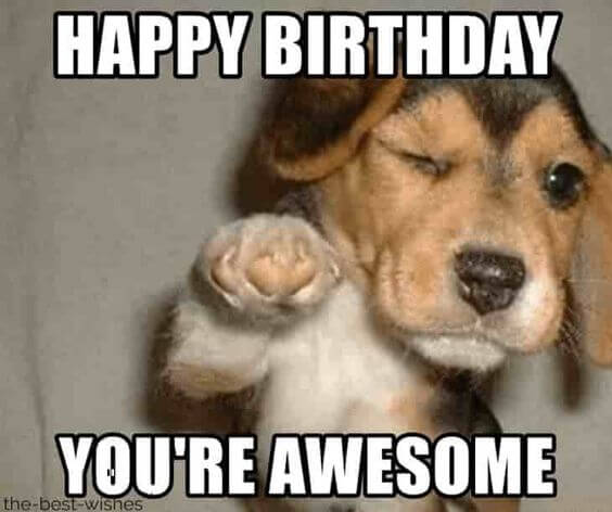 Funny Happy birthday dog meme pix