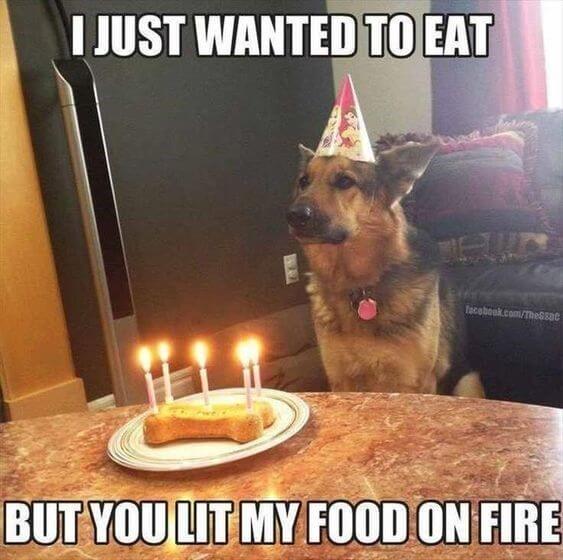 Happy birthday dog funny meme photos