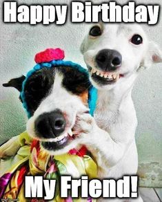 Happy birthday dog funny meme pics