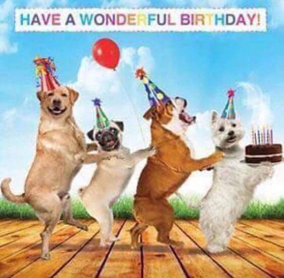 Happy birthday dog funny meme pictures