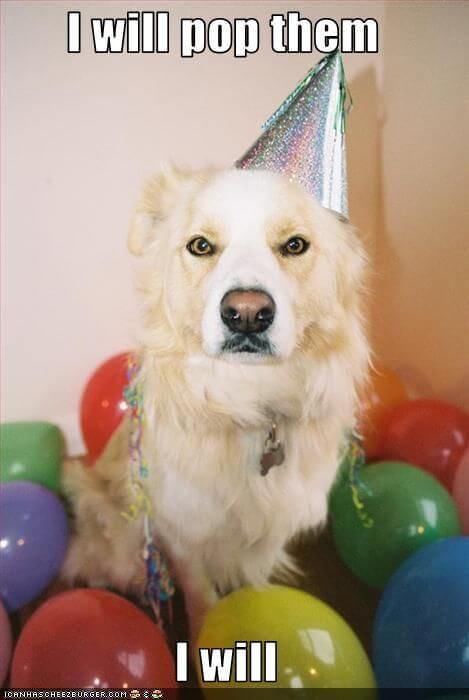 Happy birthday dog funny meme pix