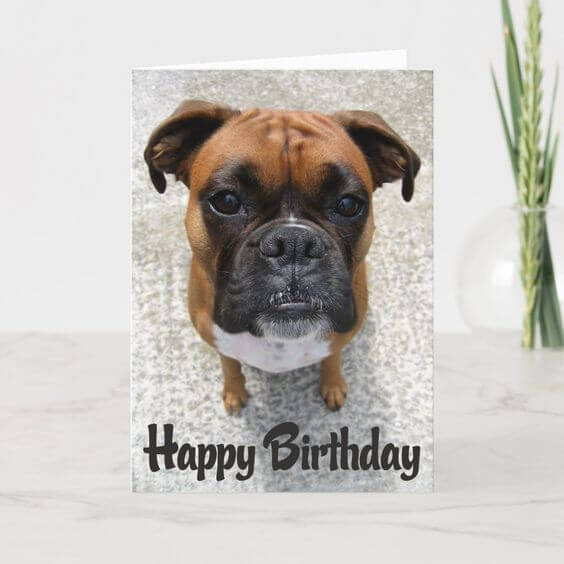 100+ Funny Happy birthday dog meme - Happy Birthday Time