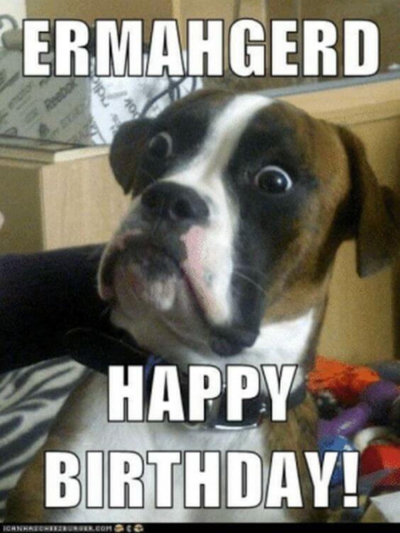 Happy birthday dog funny meme photo